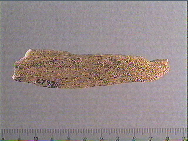 Andouiller (renne)_3