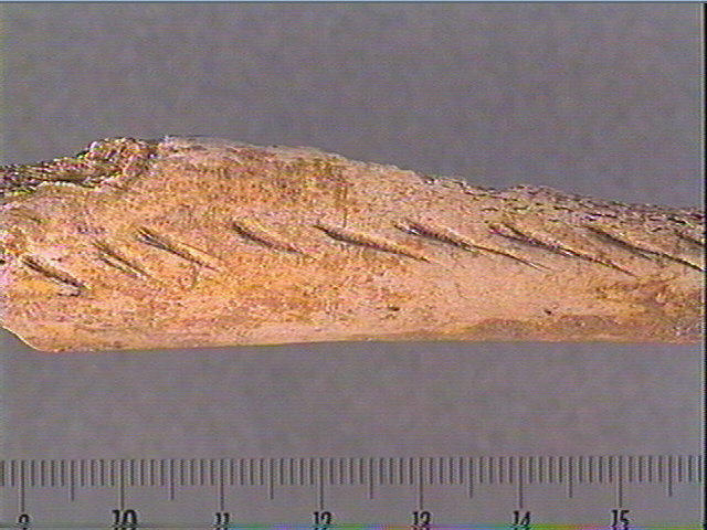 Andouiller (renne)_4
