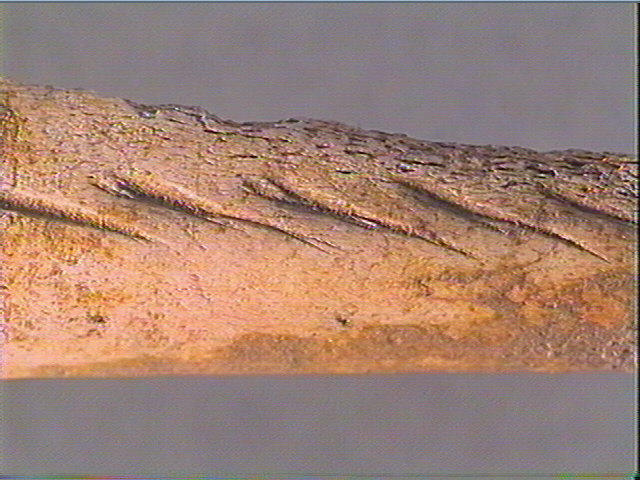Andouiller (renne)_5
