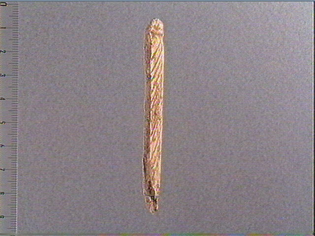 Andouiller (renne)_1