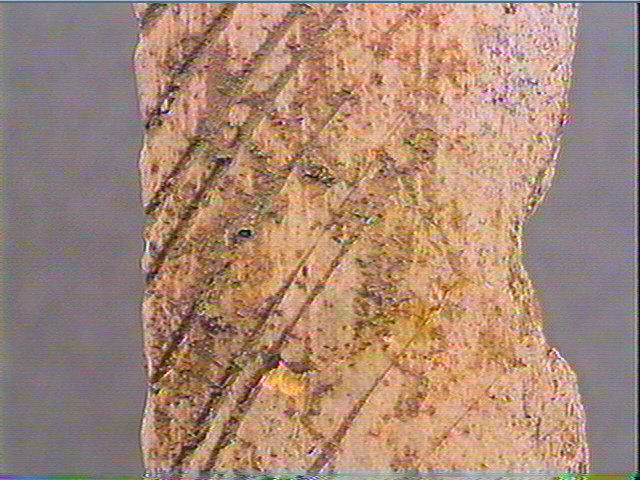 Andouiller (renne)_4