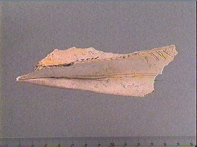 Scapula_0