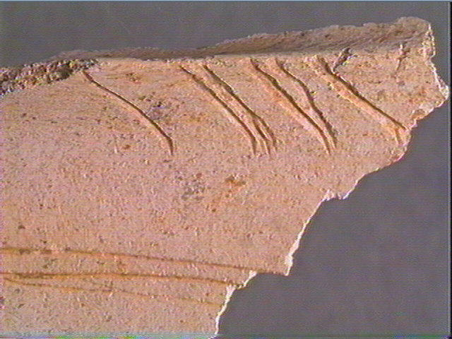 Scapula_4