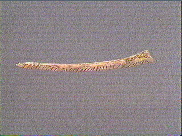 Os indéterminé (oiseau)_0