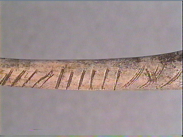 Os indéterminé (oiseau)_3