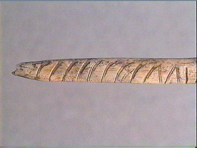 Os indéterminé (oiseau)_4