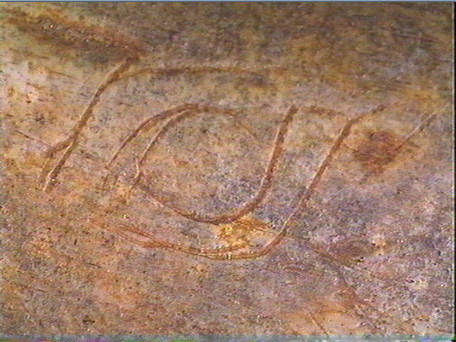 Scapula_6