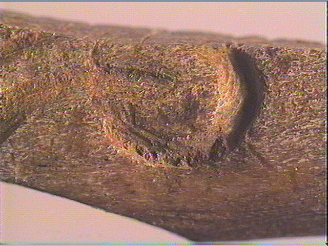 Baguette demi-ronde_5