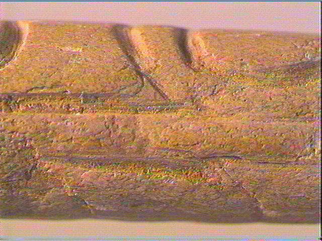 Baguette demi-ronde_4