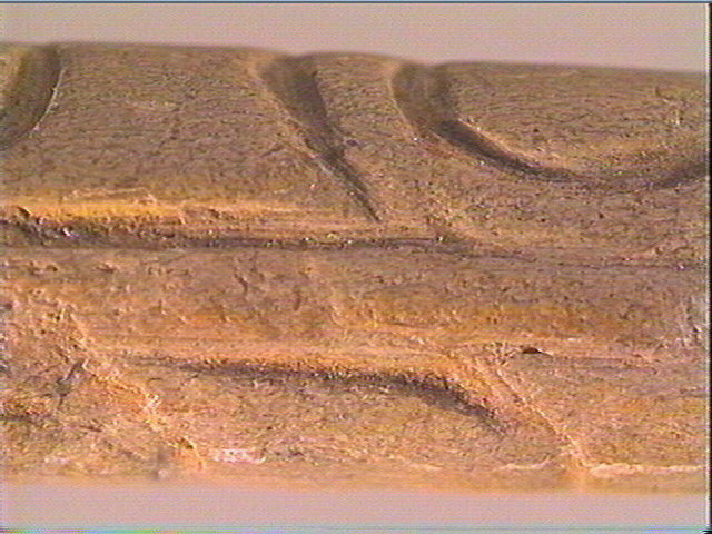 Baguette demi-ronde_5
