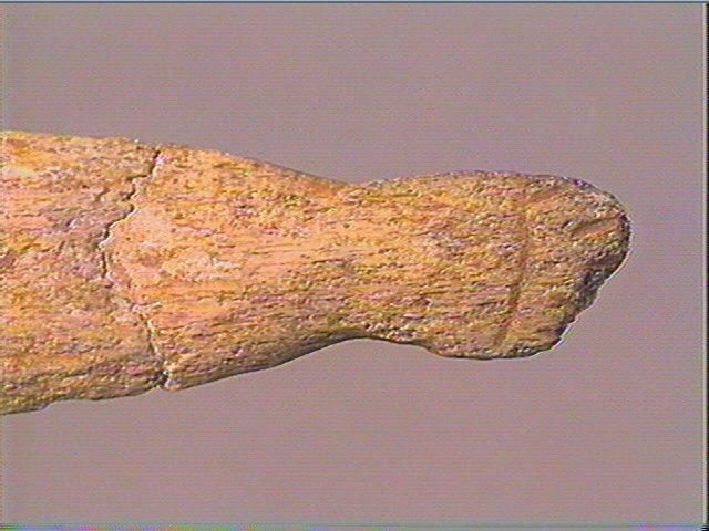 Lissoir_5