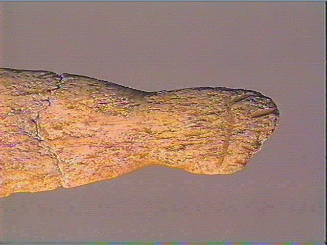 Lissoir_6