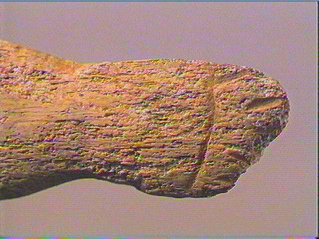 Lissoir_2