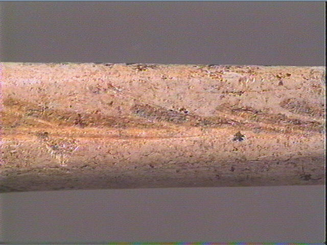Sagaie_5