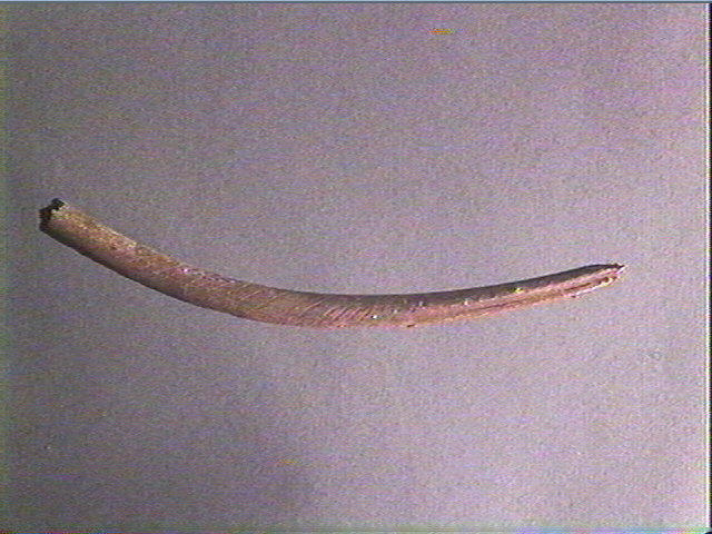 Sagaie_1