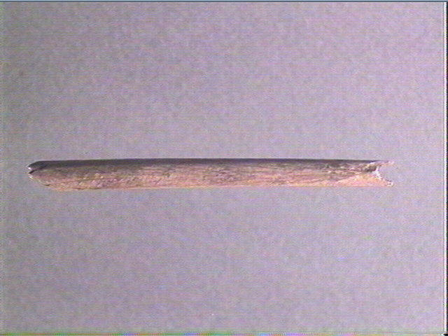 Os indéterminé (oiseau)_2