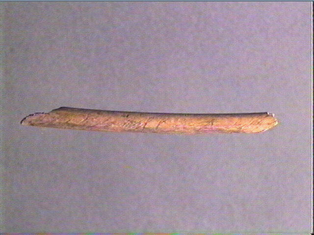 Os indéterminé (oiseau)_4