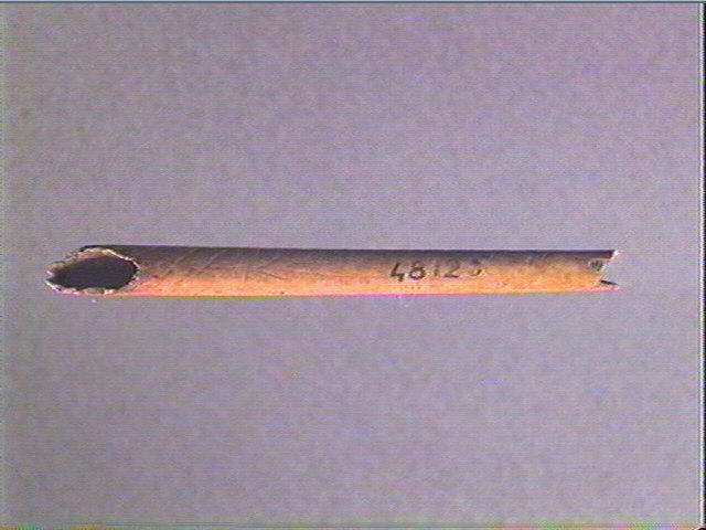 Os indéterminé (oiseau)_5