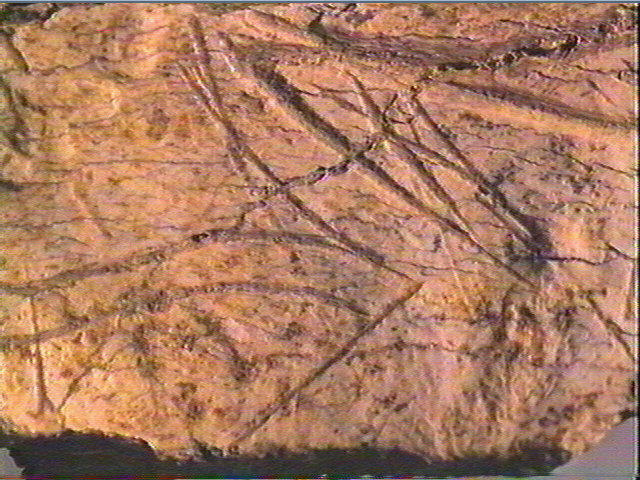 Os indéterminé_5