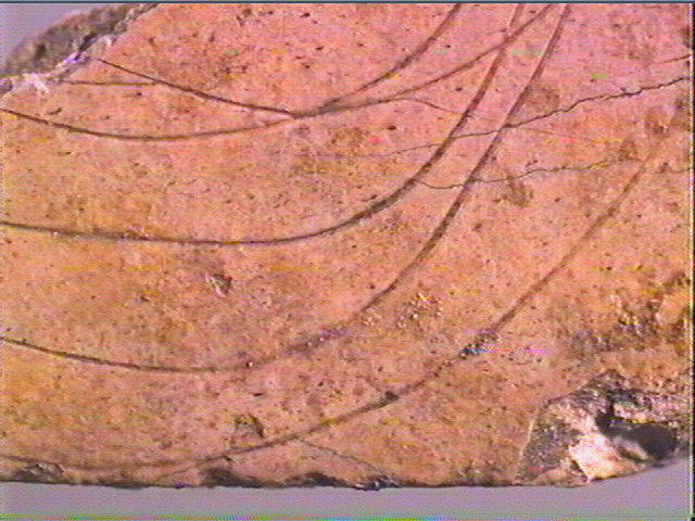 Os indéterminé_5