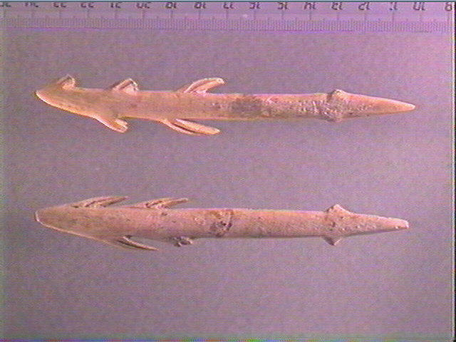 Harpon (à deux rangs de barbelures)_2