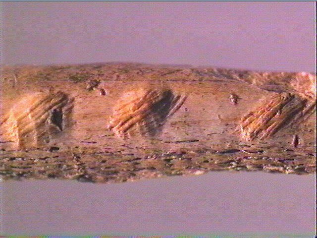 Sagaie (à biseau double)_5