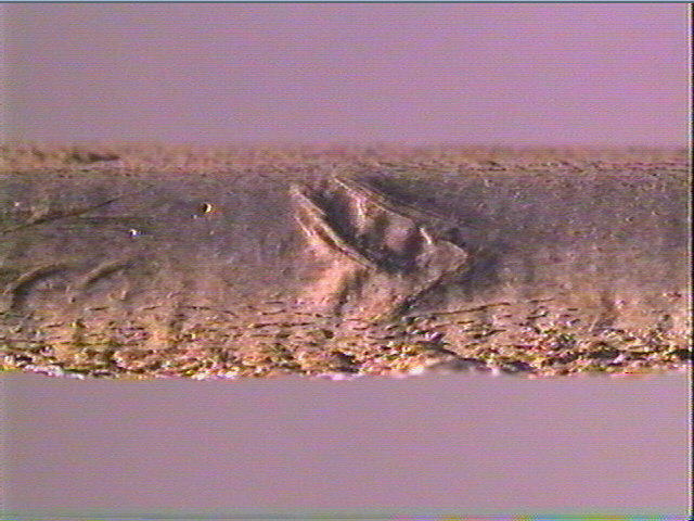 Sagaie_4