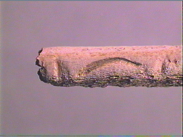 Sagaie_0