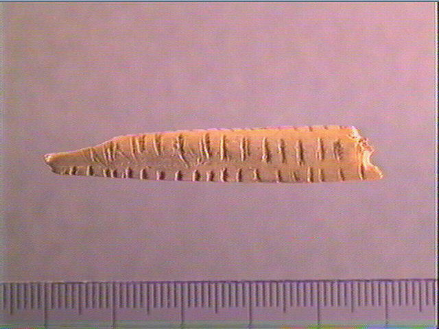 Pendeloque_0