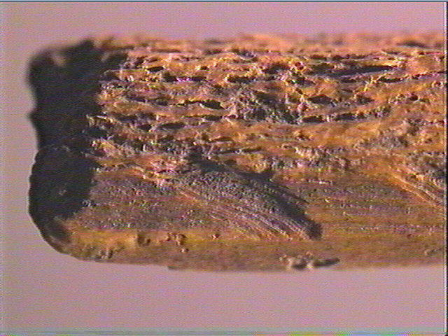 Sagaie_5