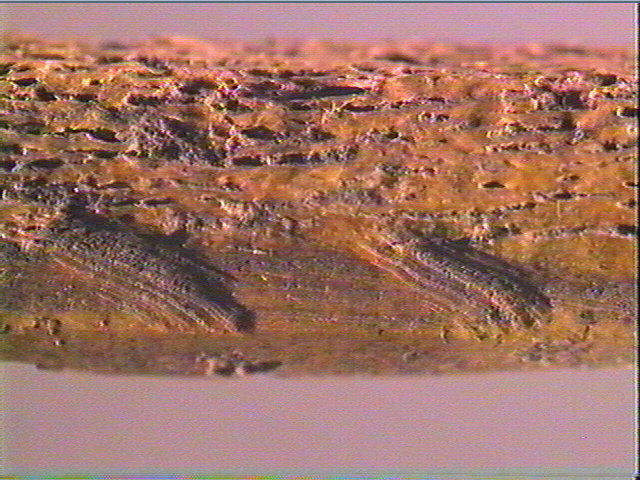 Sagaie_6