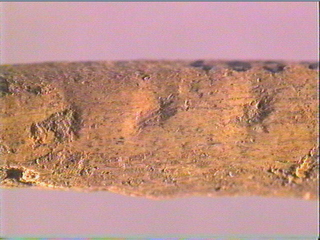 Sagaie_4