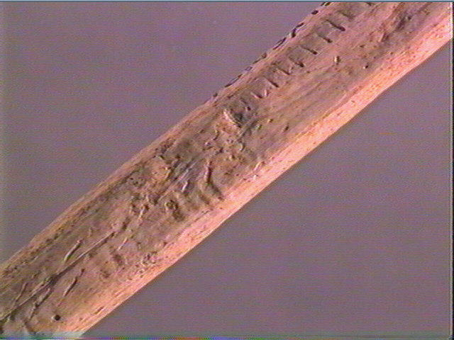 Sagaie_5