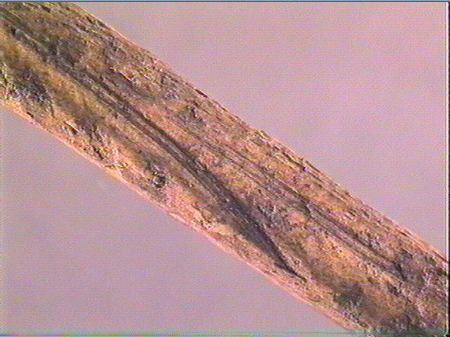 Sagaie_3