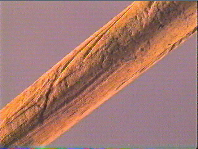 Sagaie_3