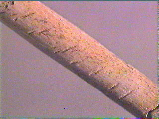 Sagaie_3