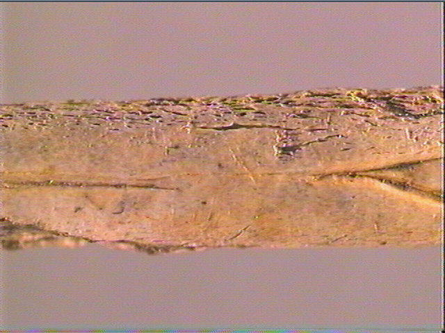 Ciseau_4