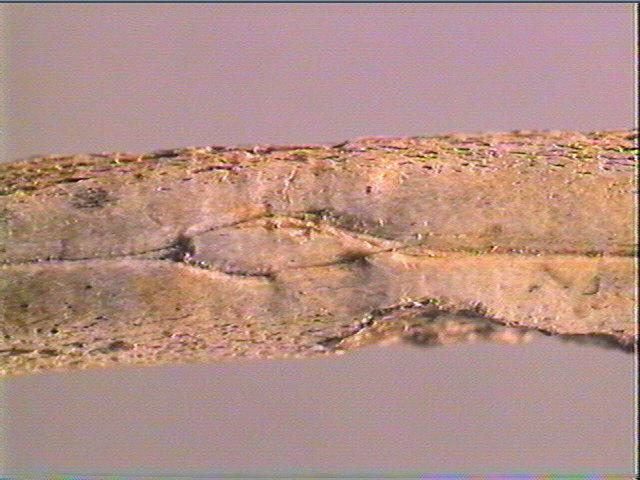 Ciseau_5