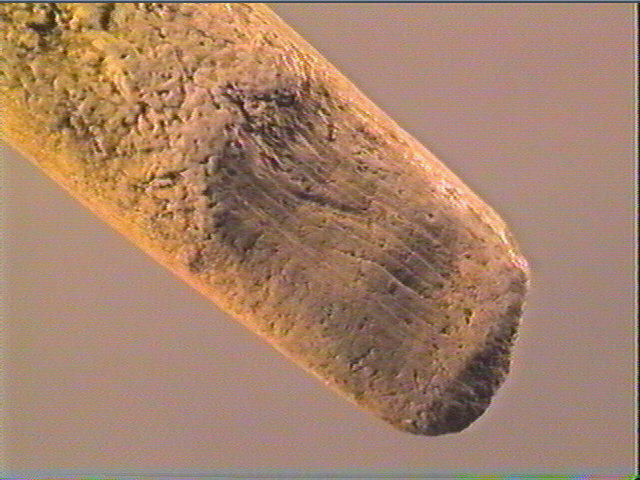 Ciseau_4