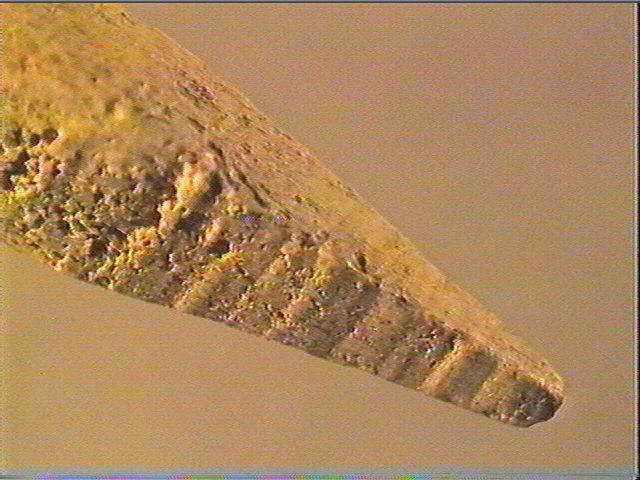 Pointe_5