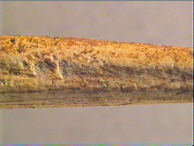 Sagaie_1
