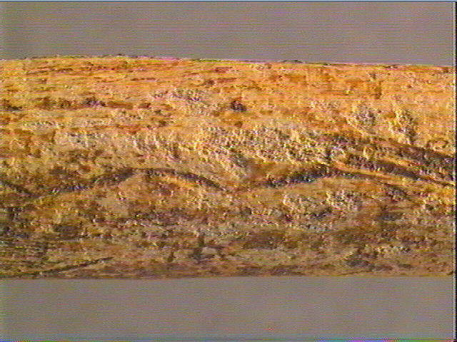Sagaie_6