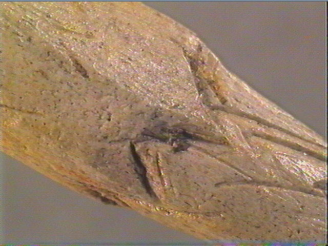 Pointe_4