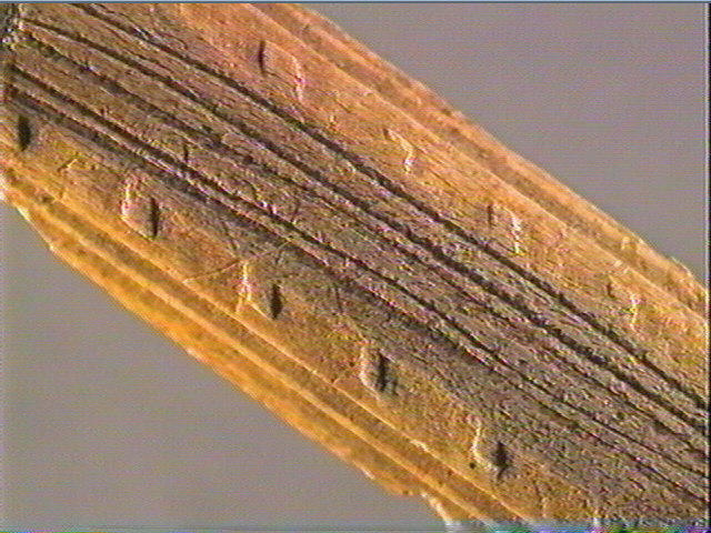 Baguette demi-ronde_2
