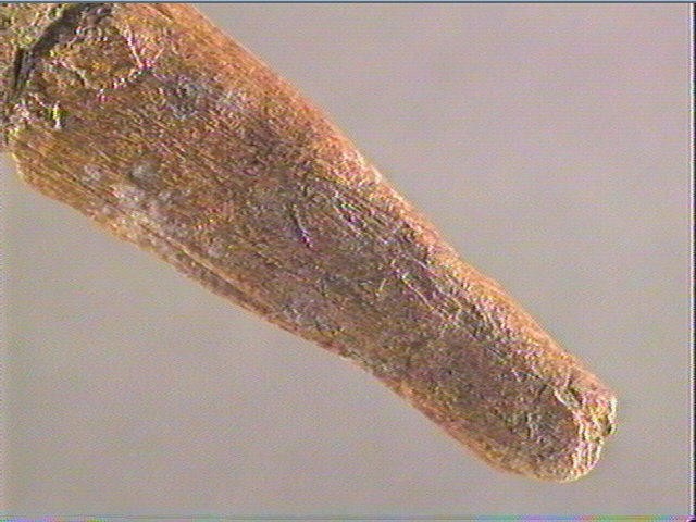 Baguette demi-ronde_2