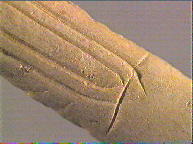 Baguette demi-ronde_4