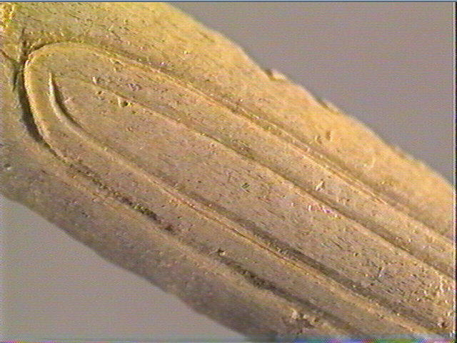 Baguette demi-ronde_5