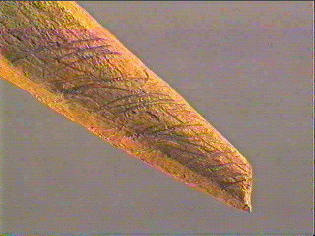 Baguette demi-ronde_1