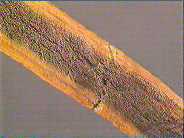 Baguette demi-ronde_3