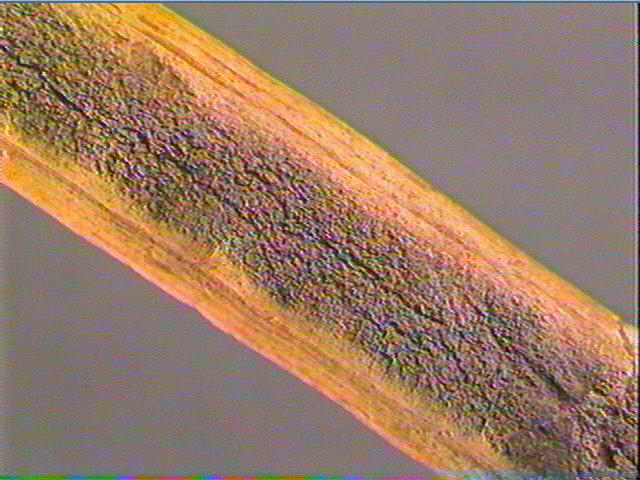 Baguette demi-ronde_4